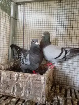Induk Merpati Pos Jarak Jauh murah