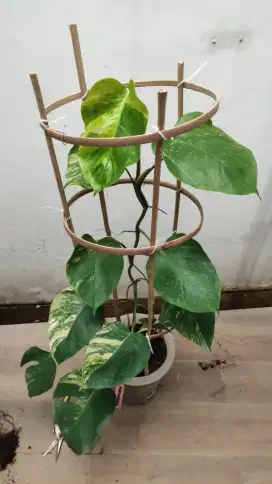 monstera marmorata murah ekonomis