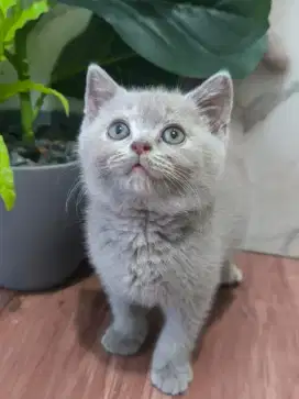 British shorthair Kitten