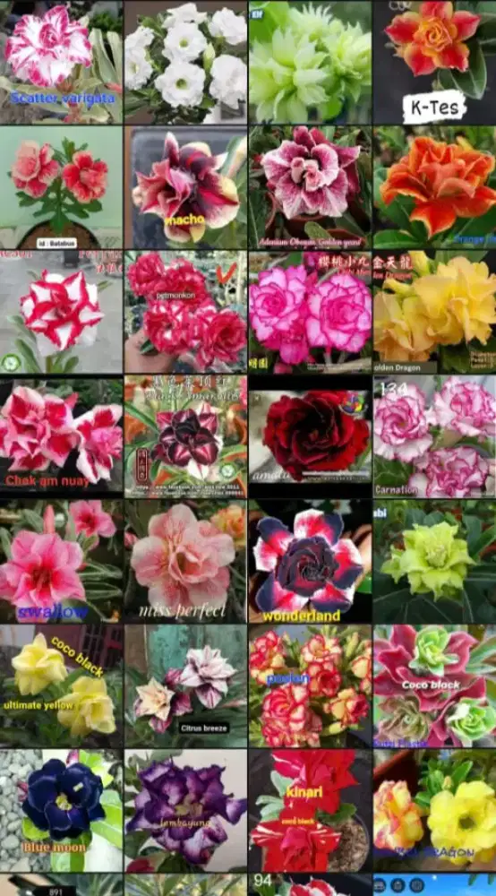 Tanaman Bunga Adenium