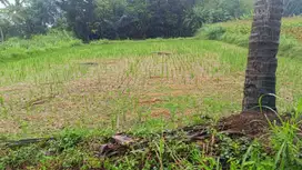 Tanah murah tanah sawah di Tempel Sleman