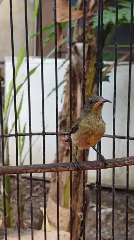 Kolibri Trotol Sumatra Aceh