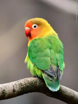 Jual Burung Lovebird remaja/dewasa