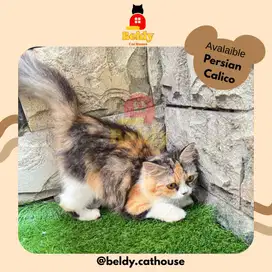 Kucing Persia Himalaya Calico