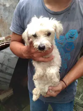 Maltese Betina Remaja