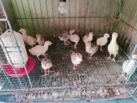 Anak ayam kalkun