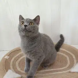 Open Adopsi kucing  BSH