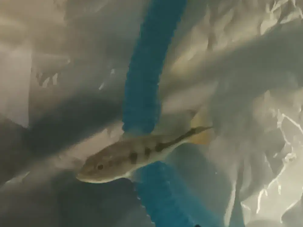 Ikan size 7-8 cm. Marking bagus