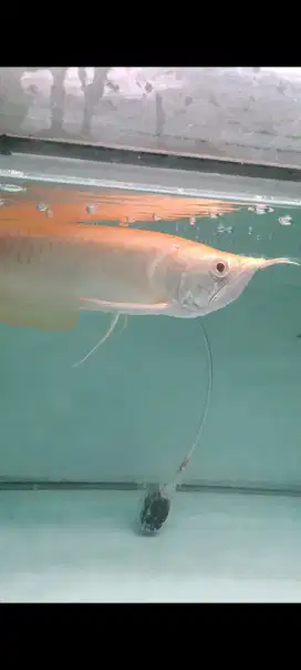 Ikan arwana albino