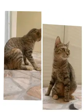 Lepas Adopt Kucing Tortie Free Pacak Scottish Fold
