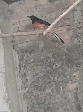 Murai batu prenstasi kondisi ekor jago copot karena kecabut