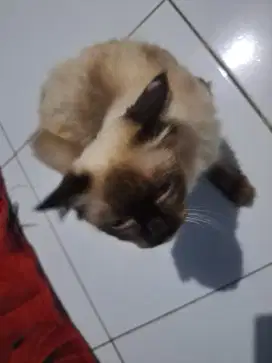 Kucing himalaya