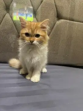 Kitten kucing persia mix bsh betina