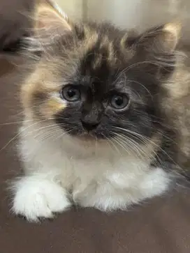 Kucing kitten bsh mix persia betina