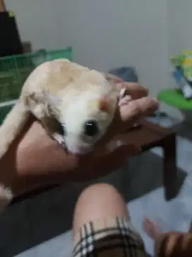 Sugar Glider White dan Mozaik