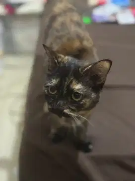Kucing bsh mix persia