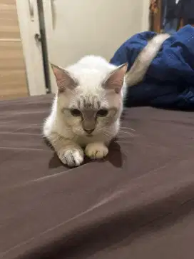 Kucing himalaya mix bsh betina