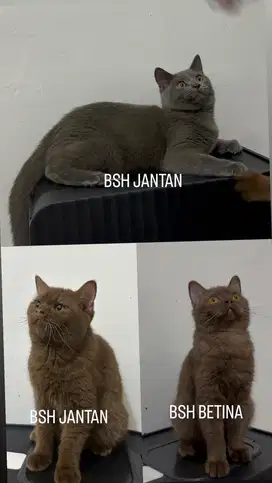 Kucing British Short Hair (BSH)