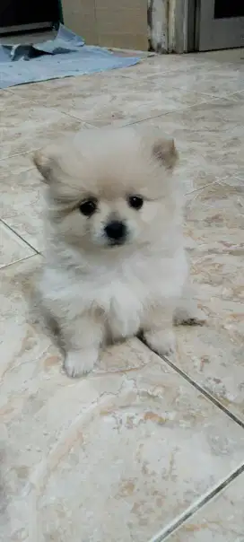 DI JUAL CEPAT ANAKAN MINIPOM..KOSONGAN