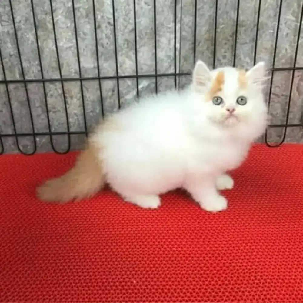 Adopsi berbagai jenis kucing