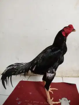 Ayam Bangkok istimewa