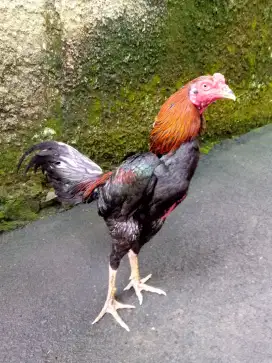 Ayam Bangkok istimewa