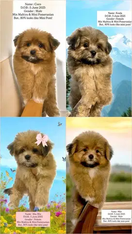 JUAL ANAKAN ANJING MIX BREED