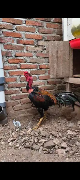 Jual Ayam Saigon Jantan