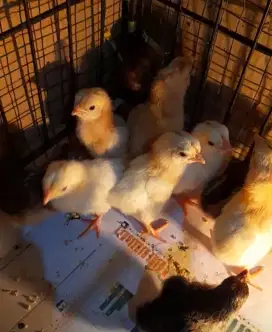 Ayam kampung petelur elba