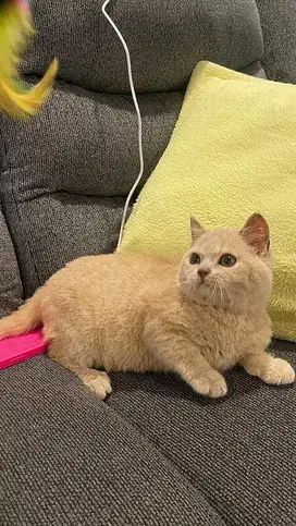 Kucing bsh ( BSH )