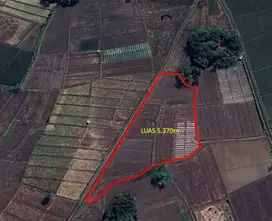 Sawah Produktif - Cocok untuk tanaman padi, semangka, tembakau