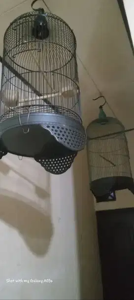 Kandang Lovebird