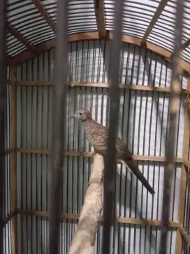 Perkutut Bangkok gacor