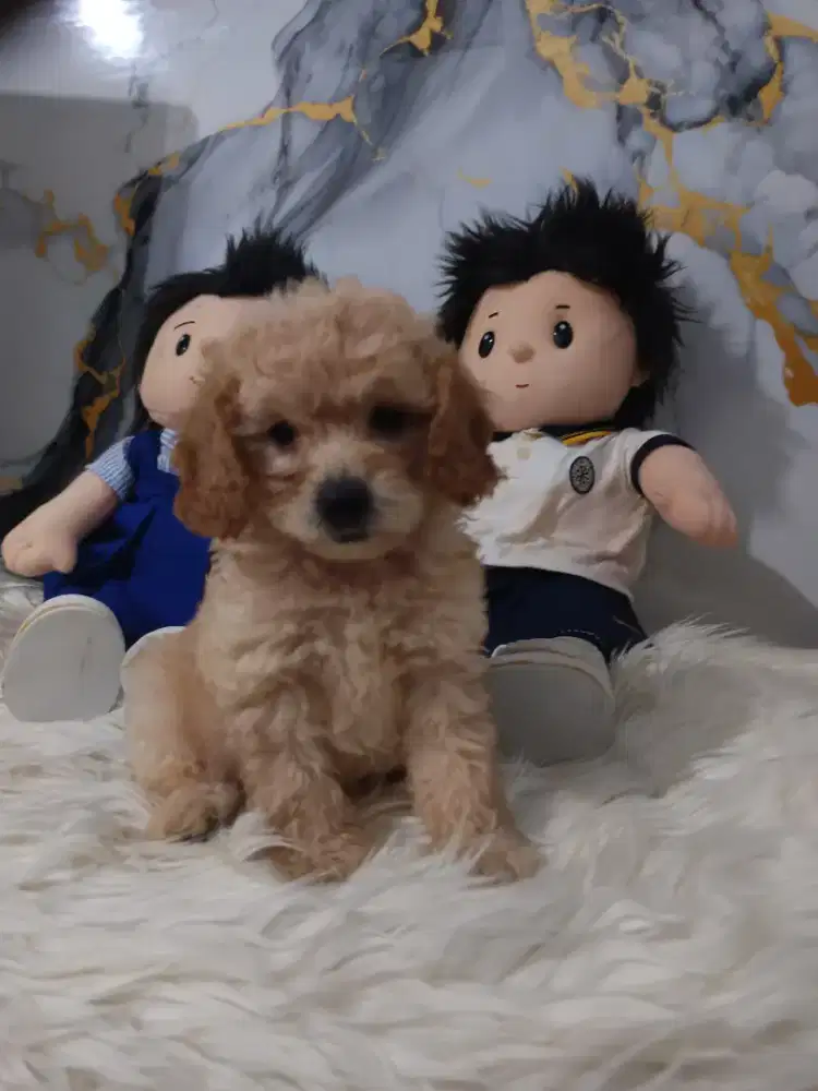 Poodle betina apricot
