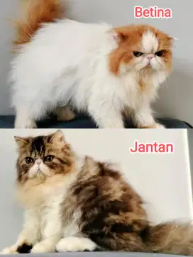 Sepasang kucing peaknose extreme