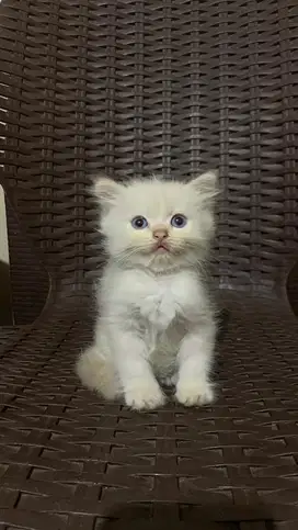 Lepas adopsi kucing persia mix himalaya