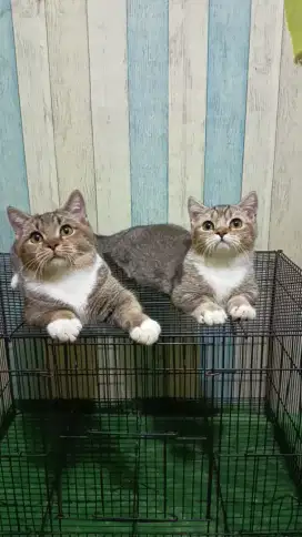 Kucing Munchkin Bsh