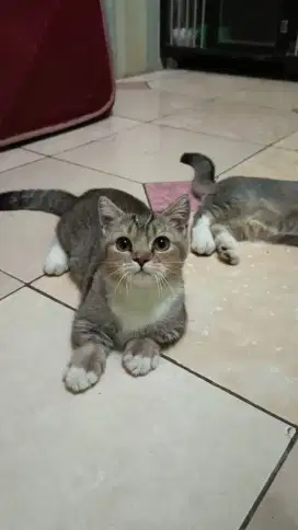 Kucing Munchkin Bsh