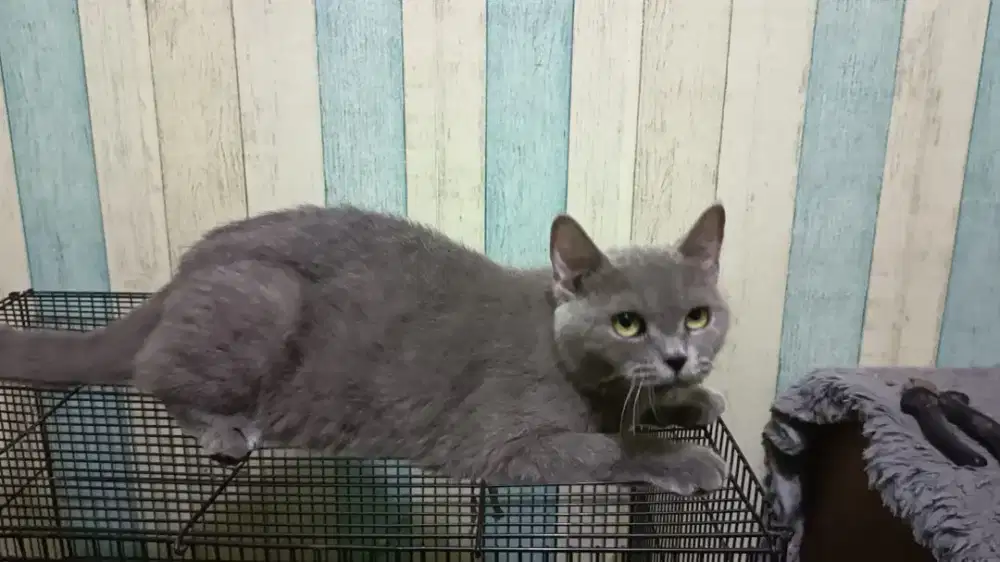 Kucing Betina Indukan