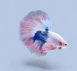 ikan cupang halfmoon pink fancy Aurora