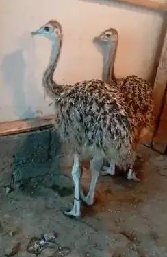 sepasang burung raksasa ostrich 3 bulanan koleksian exotik unik manteb