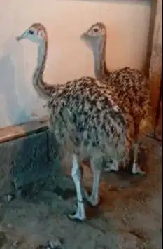 sepasang burung raksasa ostrich tinggi 1 meter 3 bln exotik unik puas