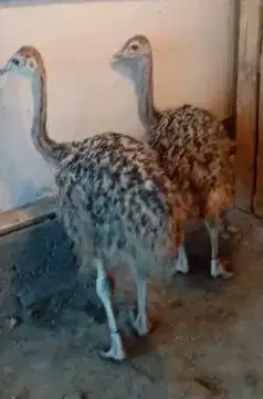 sepasang burung raksasa ostrich tinggi 1 meter 3 bln exotik unik puas