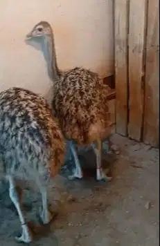 sepasang burung raksasa ostrich 3 bulanan Tinggi 1 meteran exotik unik