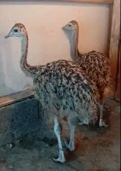 sepasang burung raksasa ostrich 3 bulanan tinggi 1 m koleksi exotik ok