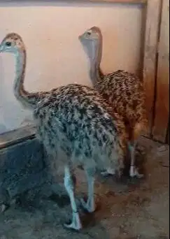 sepasang burung raksasa ostrich 3 bln tinggi 1 m koleksian exotik unik