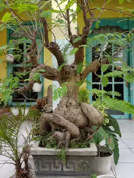 Bonsai Pohon ASAM JAWA Unik