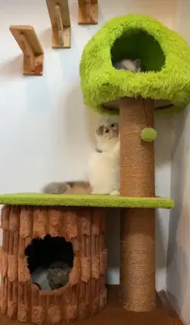 Persia Peaknose Betina Usia 11 Bulan