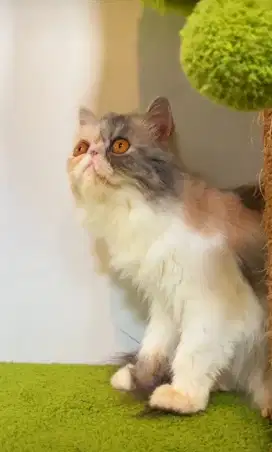 Persia Peaknose Betina Good anatomi