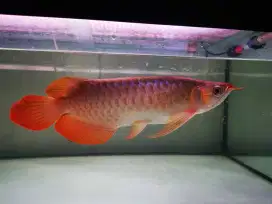 Super red uk 34 cm up Bagus
